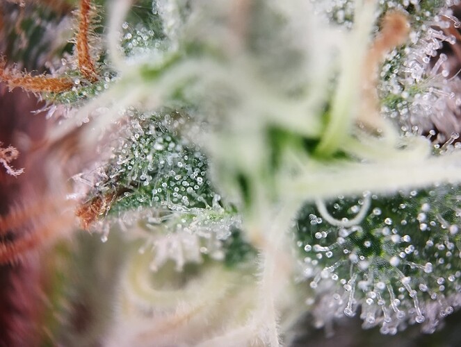 IMG_20250226_194714 - Kopie