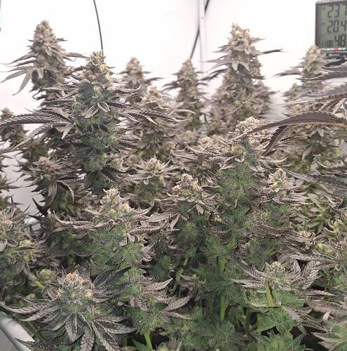 Growreport Bild 5