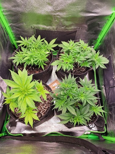 Growreport Bild 13