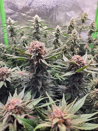 Growreport Bild 1