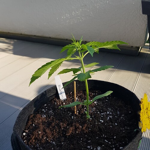 Growreport Bild 1