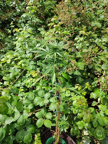 Growreport Bild 16