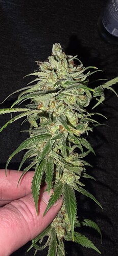 Growreport Bild 51