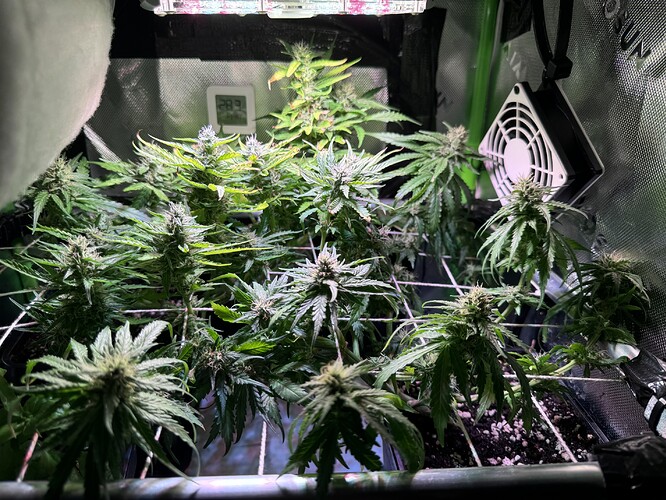 Growreport Bild 1