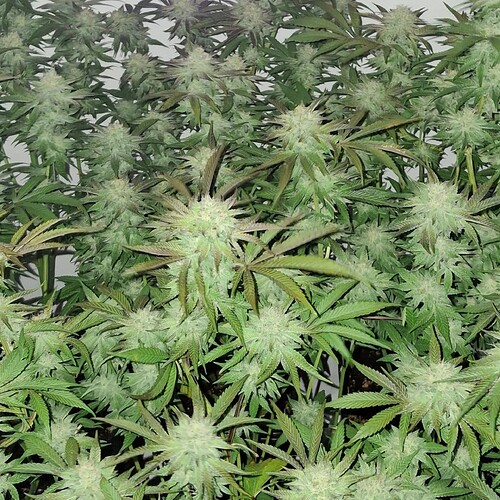Growreport Bild 5