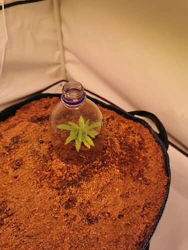 Growreport Bild 3