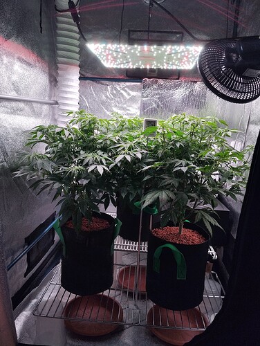 IMG_20250118_204730 - Kopie