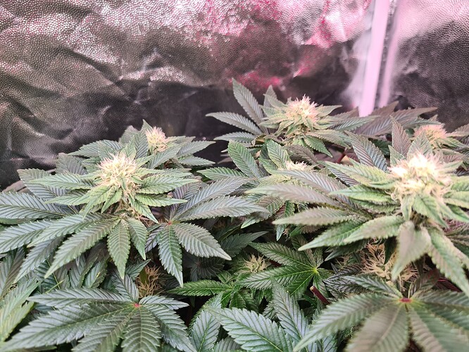 Growreport Bild 1