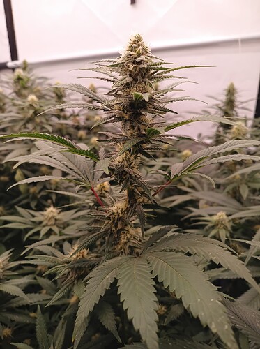 Growreport Bild 69