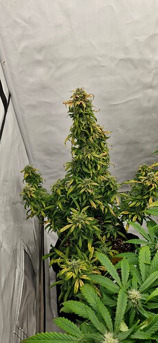 Growreport Bild 31