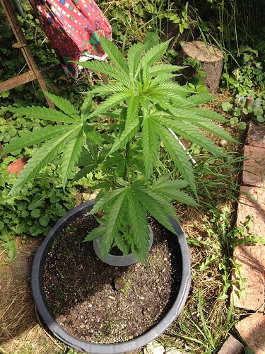 Growreport Bild 26