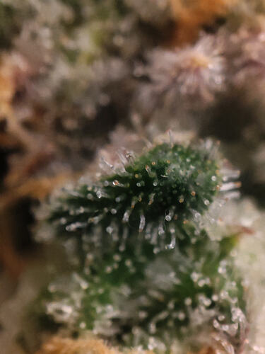 Growreport Bild 26