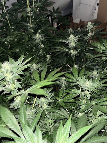Growreport Bild 30