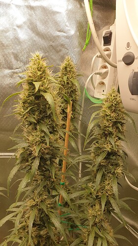 Growreport Bild 7