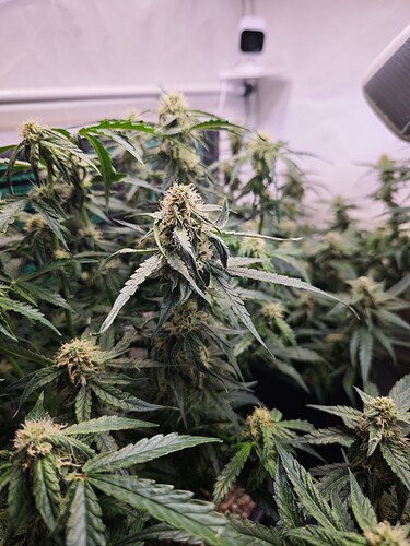 MVIMG_20251105_164518