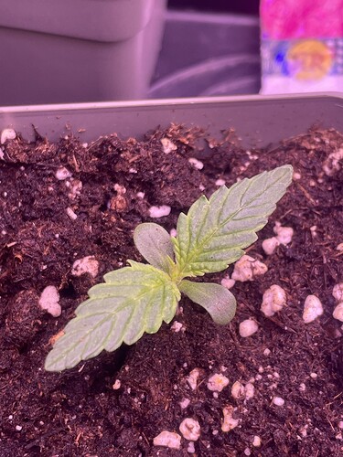 Growreport Bild 14