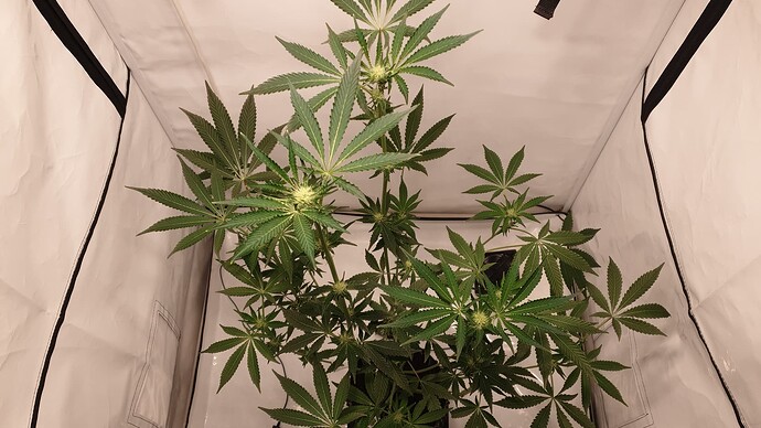 Growreport Bild 2