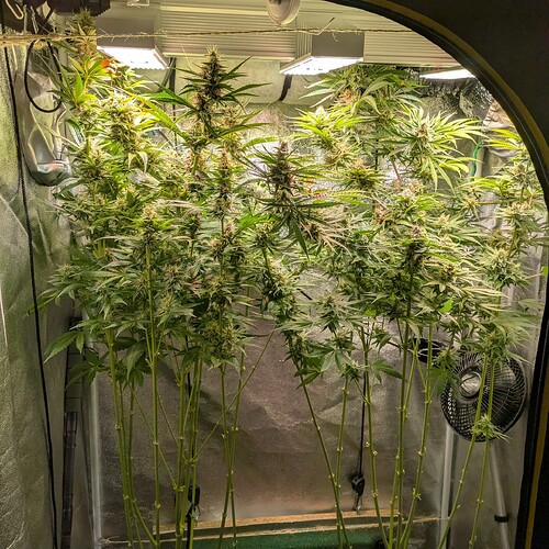 Growreport Bild 47