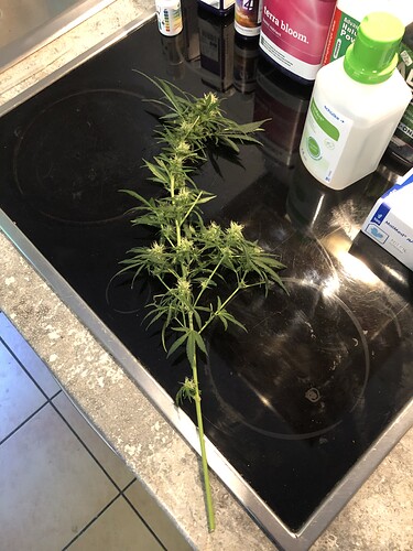 Growreport Bild 13