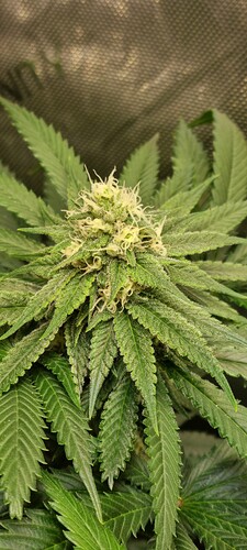Growreport Bild 43