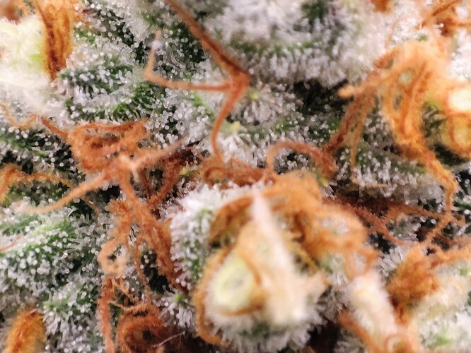 Growreport Bild 40