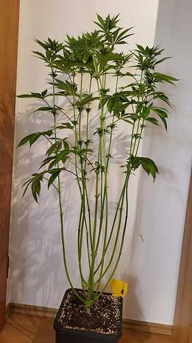 Eine hochgewachsene Cannabispflanze in einem schwarzen Topf vor einer weißen Wand.