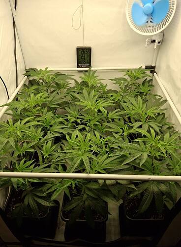 Growreport Bild 41