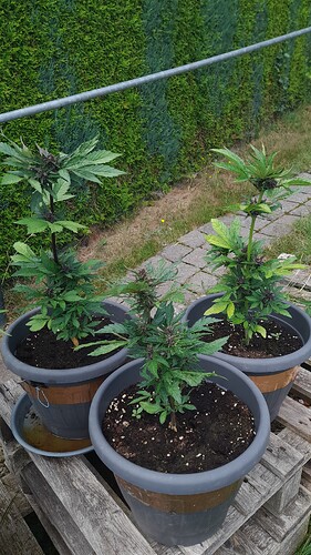 Growreport Bild 21