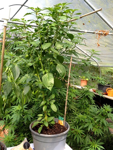 Growreport Bild 27