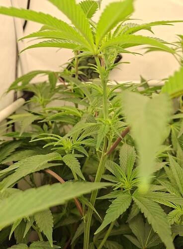 Growreport Bild 18
