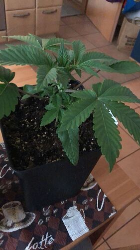 Growreport Bild 7