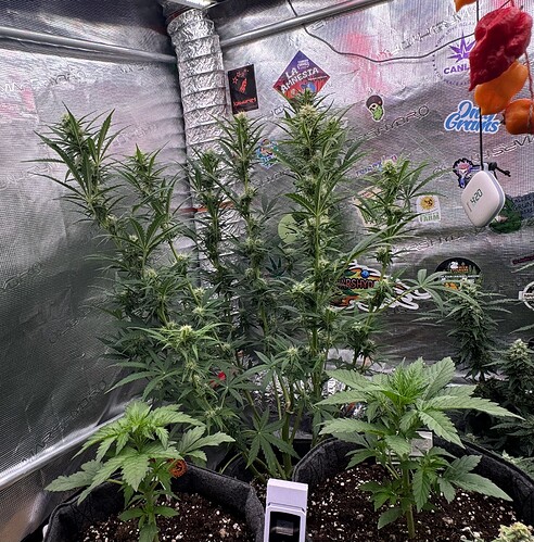 Growreport Bild 27
