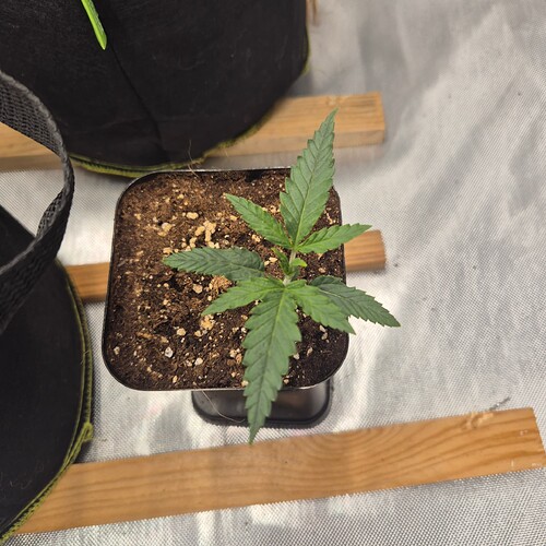 Growreport Bild 6