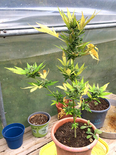 Grow26_0817_03