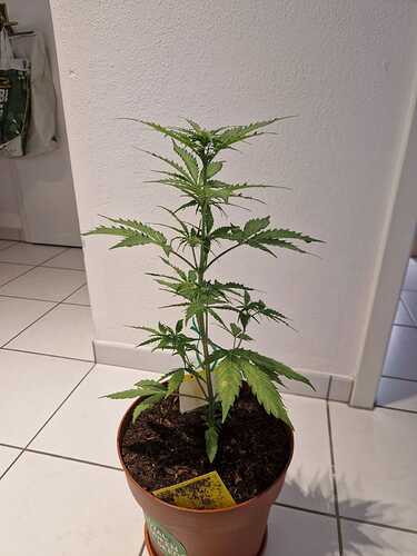 WhatsApp Image 2024-05-18 at 08.54.44