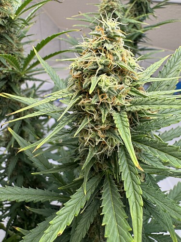 Growreport Bild 21