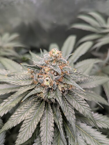 Growreport Bild 1