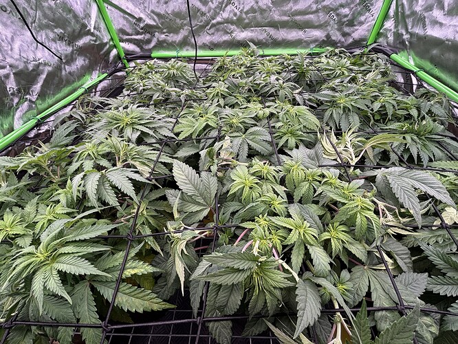 Growreport Bild 3