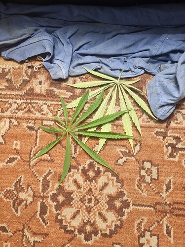 Zwei Cannabisblätter liegen auf einem gemusterten Teppich, bedeckt von einem blauen Stoff.
