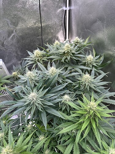 Growreport Bild 9