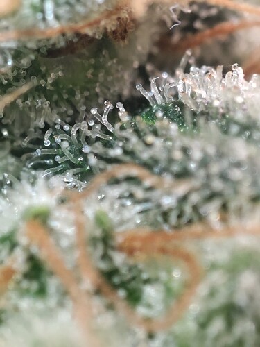 Growreport Bild 48