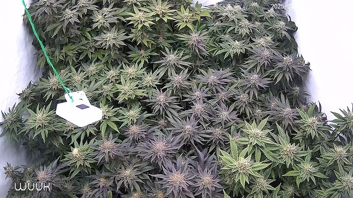 Growreport Bild 1