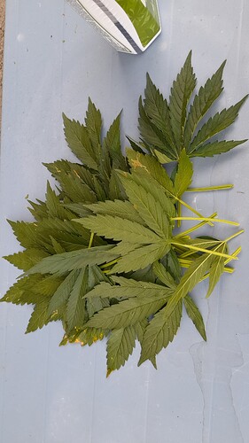 Growreport Bild 2