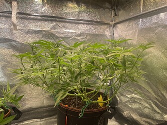 Growreport Bild 12