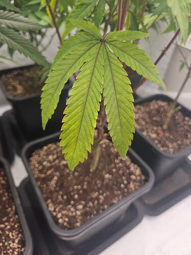 Growreport Bild 7