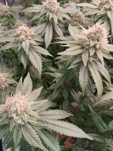 IMG_20250303_162412 - Kopie