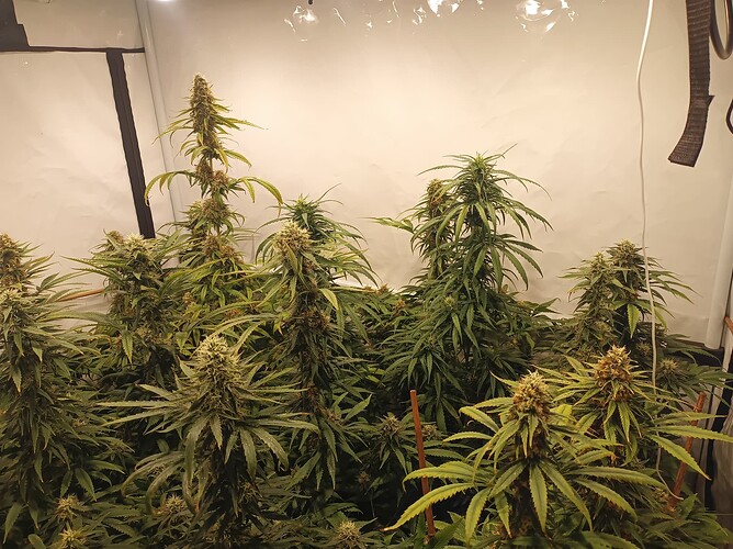 Growreport Bild 1