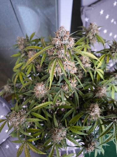 Growreport Bild 23