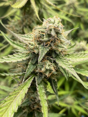Growreport Bild 23