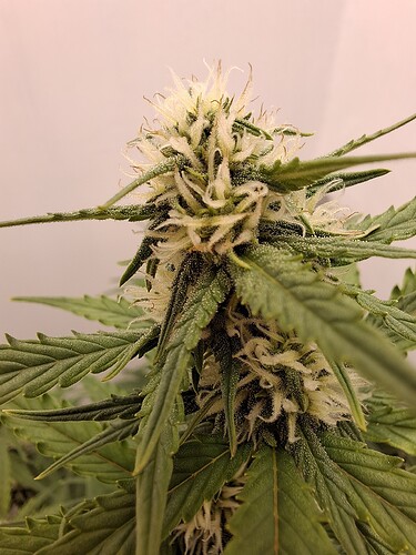 Growreport Bild 127
